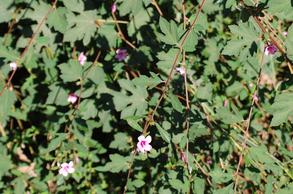 Brasile, nel Pantanal - Urena lobata (Malvaceae)